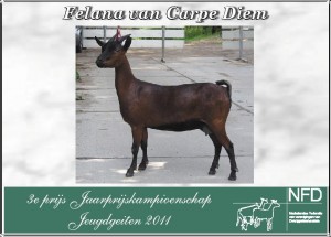 Felana derde prijs jaarprijskampioenschap