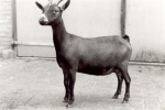 Suzie van de Kuzemer.jpg